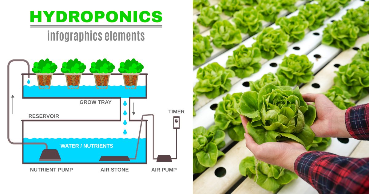 Introduction to Hydroponics